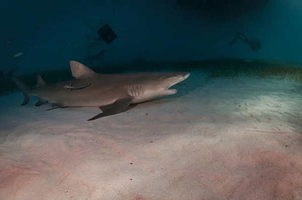 Tubarão Limão Limpar Dentes Por Uma Remora — Fotografia de Stock