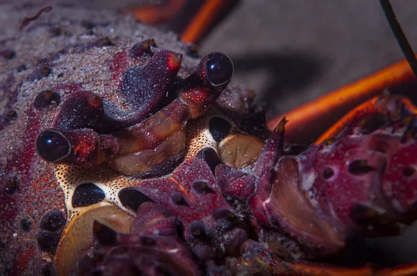 一只带刺的龙虾的特写镜头 — 图库照片