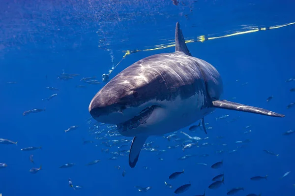 Een Grote Witte Haai Die Net Onder Oppervlakte Zwemt Zoek — Stockfoto