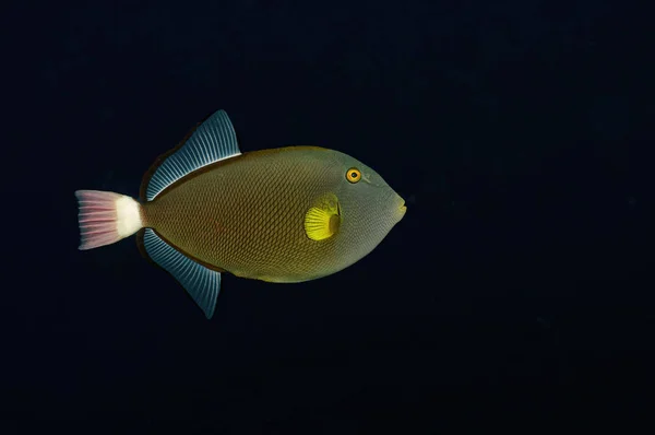 Pesce Grilletto Coda Rosa Uno Sfondo Nero — Foto Stock