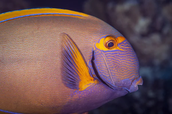 Close Yellow Fin Chirurg Fish — Stock fotografie