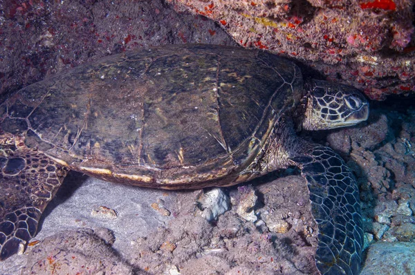 Μια Πράσινη Θαλάσσια Χελώνα Αναπαύεται Στον Πυθμένα Του Ωκεανού — Φωτογραφία Αρχείου