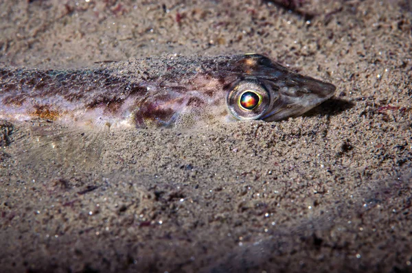 Peixe Lagarto Enterrar Para Evitar Predadores Imagens De Bancos De Imagens