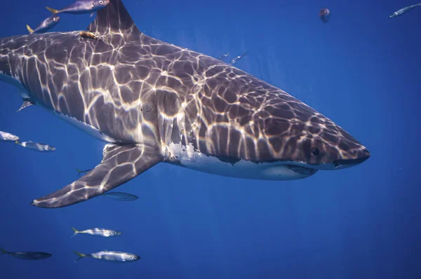 Gran Tiburón Blanco Busca Una Foca Desafortunada León Marino Imágenes de stock libres de derechos