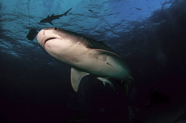 Avını Arayan Bir Kaplan Köpekbalığı — Stok fotoğraf