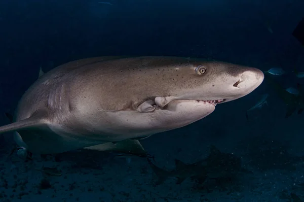 Citrónový Žralok Hroznou Jizvou Způsobenou Rybářským Hákem — Stock fotografie