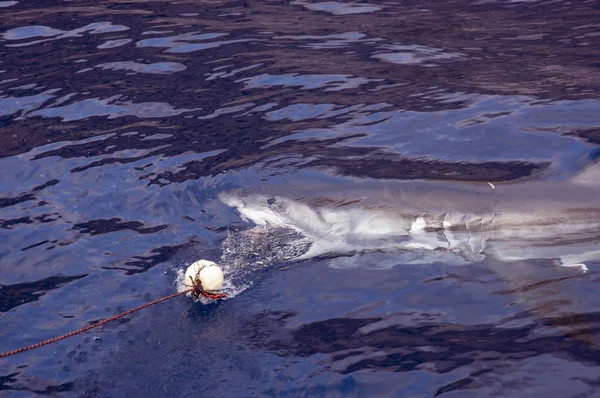 Grande Tubarão Branco Mordendo Isca Logo Abaixo Superfície — Fotografia de Stock