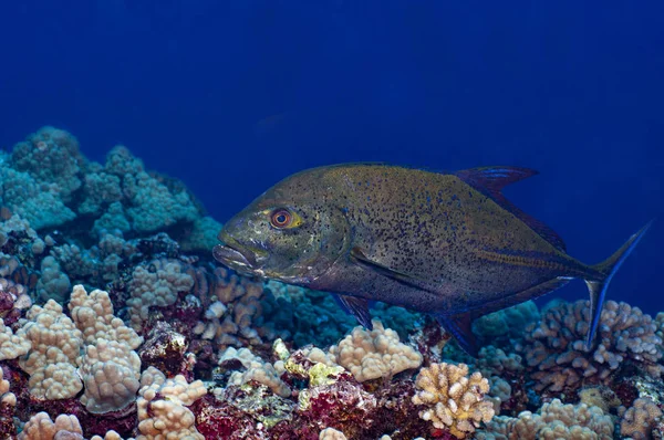 Gato Trevally Nadando Sobre Arrecife Coral Hawaii Fotos de stock