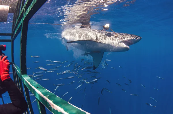 一只大白鲨抢了些饵 免版税图库照片