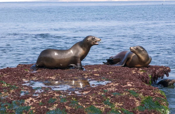Leões Mar Califórnia Descansando Uma Costa Rochosa — Fotografia de Stock