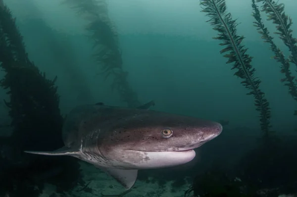Avını Bulmak Için Yosun Ormanında Yüzen Yedi Solungaç Köpekbalığı — Stok fotoğraf