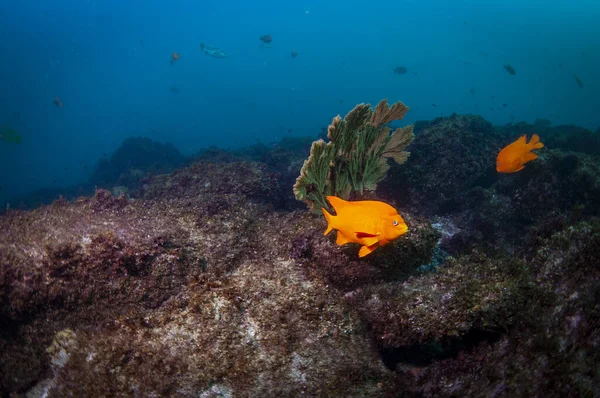 Garibaldi Está Reclamando Arrecife Rocoso —  Fotos de Stock