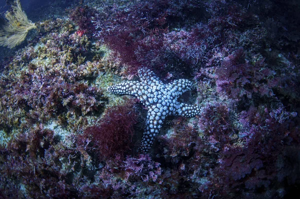 藻に覆われたサンゴ礁の海の星 — ストック写真