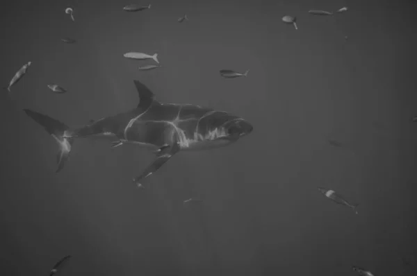 瓜达卢佩岛大白鲨 — 图库照片