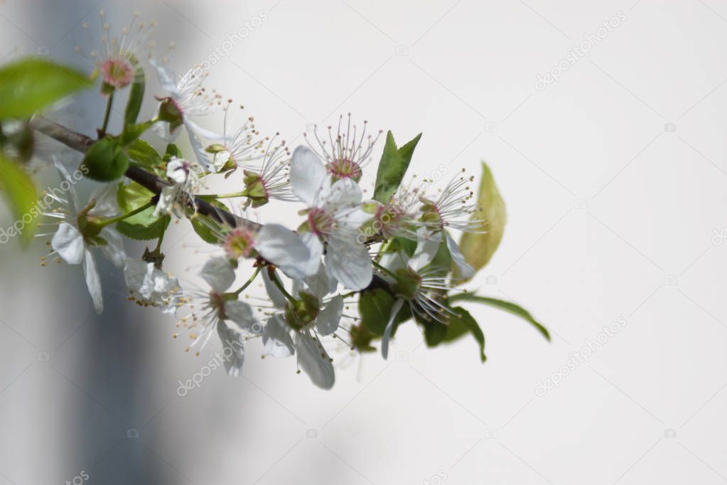 Blossoming flowers in the park