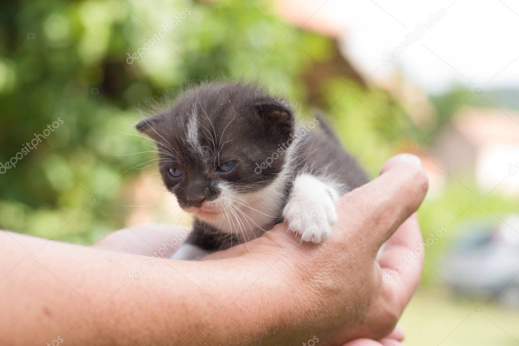 Cat in the hand