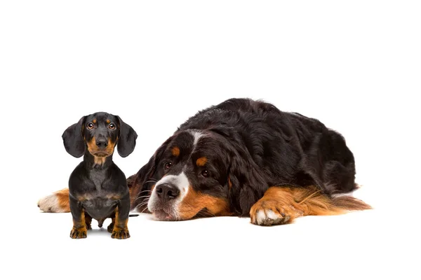 Pes jezevčík a Bernský — Stock fotografie
