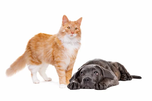 Uzun saçlı kırmızı kedi ve bir cane corso köpek yavrusu — Stok fotoğraf