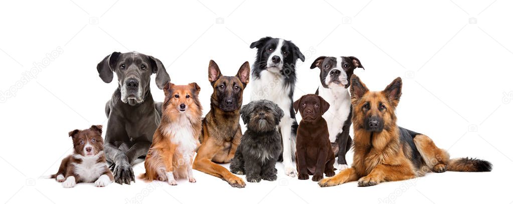 Group of nine dogs