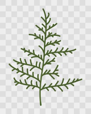 Thuja dalları yakın plan. Şeffaf arkaplanda yalıtılmış bitki