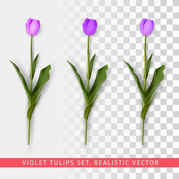 Violet tulips set on transparent background — Stock Vector