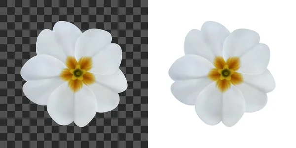 Primula, primrose flower isolated on white. To design with flowers for packaging, cards, greetings, offers, beauty industry, herbal, natural cosmetics, spa salons Royalty Free Stock Vectors