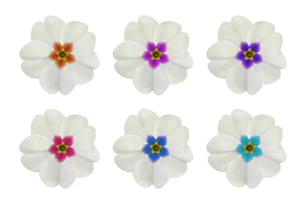 Primula, primrose flower on white. Set of 6 white flowers with different center color. To design with flowers for packaging, cards, greetings, offers, beauty, herbal, cosmetics, spa Stock Illustration