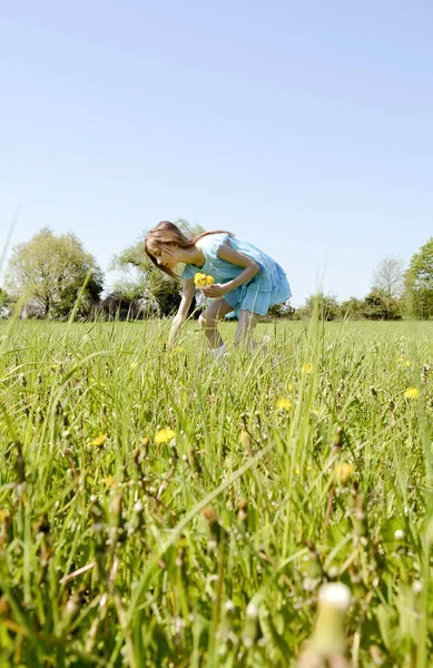 Girl picking dandelions — Stock Photo, Image