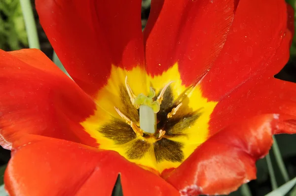 Tulip in the sun — Stock Photo, Image
