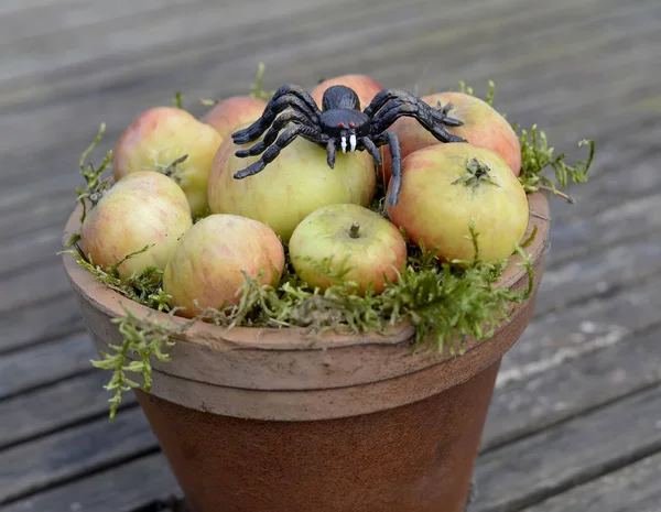 Äpfel und Spinnen — Stockfoto