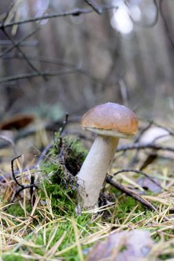 Ormanda yenilebilir mantar