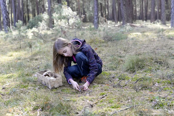 小女孩采摘蘑菇 — 图库照片