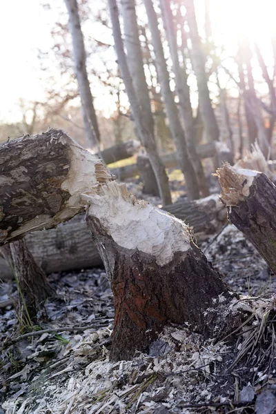 Tracce Castoro Nella Foresta Colpo All Aperto — Foto Stock