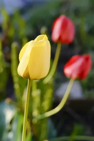 Some Colorful Tulips Garden — Stock Photo, Image