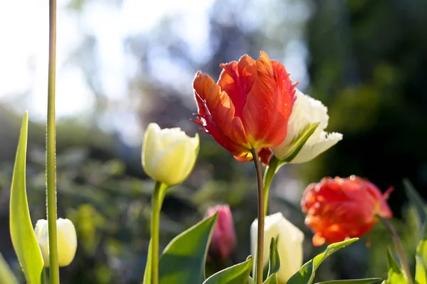Some Colorful Tulips Garden — Stock Photo, Image