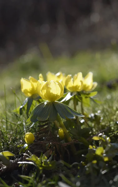 Sárga Téli Aconite Kertben — Stock Fotó