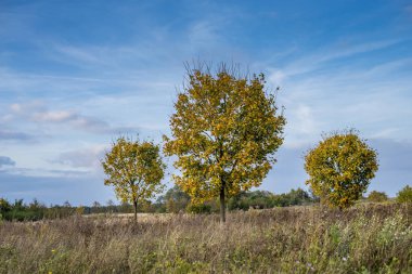 Sonbahar manzara ve mavi gökyüzü
