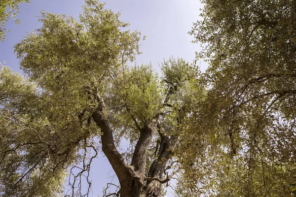 Olive Trees Blue Sky — Stock Photo, Image