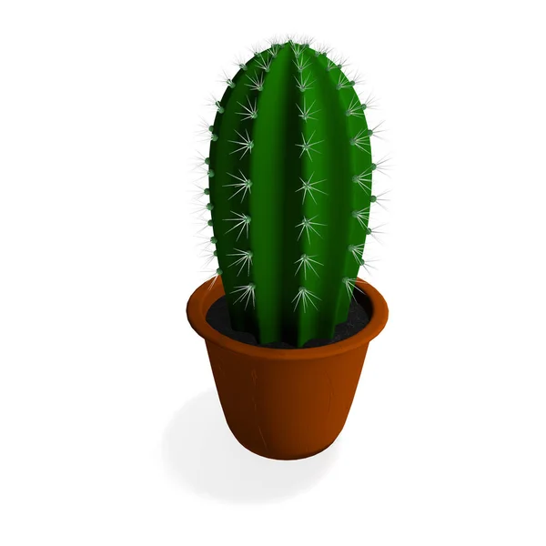 Cactus plant in isolated on white background — Stock Photo, Image