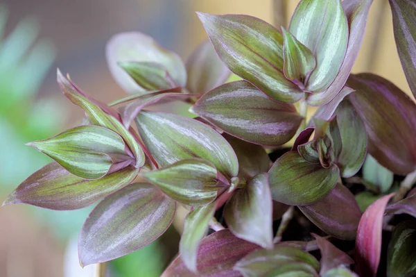 Tradescantia Zebrina Purpusii Pokojová Rostlina — Stock fotografie