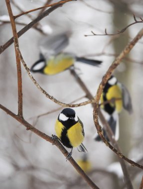 Kış ormandaki baştankara