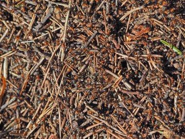 karınca karıncalar