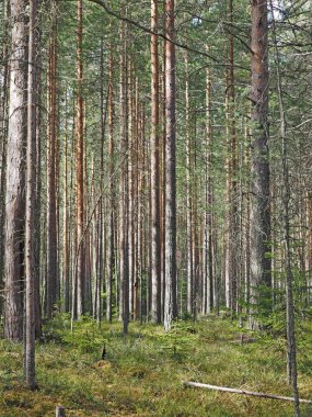 Ormandaki çam ağaçları