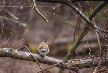 Finch bir ağaç üzerinde
