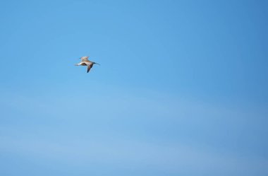 Sandpiper kuş uçuş