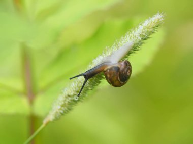 salyangoz ormandaki çimenlerin üzerinde
