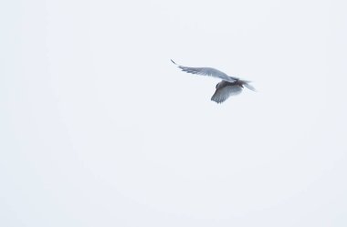 Beyaz Deniz sumru kuş