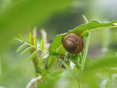 salyangoz ormandaki çimenlerin üzerinde