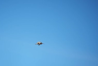 Sandpiper kuş uçuş