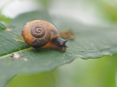 salyangoz ormandaki çimenlerin üzerinde